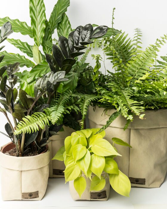 Osłonki kość słoniowa 3