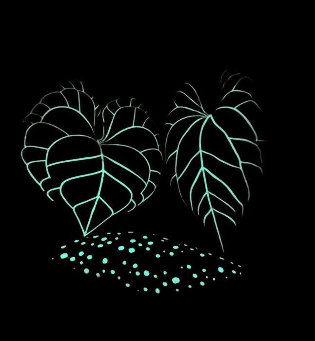 Anthurium Clarinervium Fluo