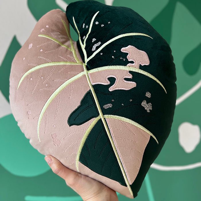 Anturium Hot Barbie Pink Variegata