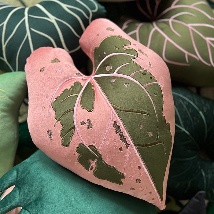 Alocasia Black Velvet Pink Variegata