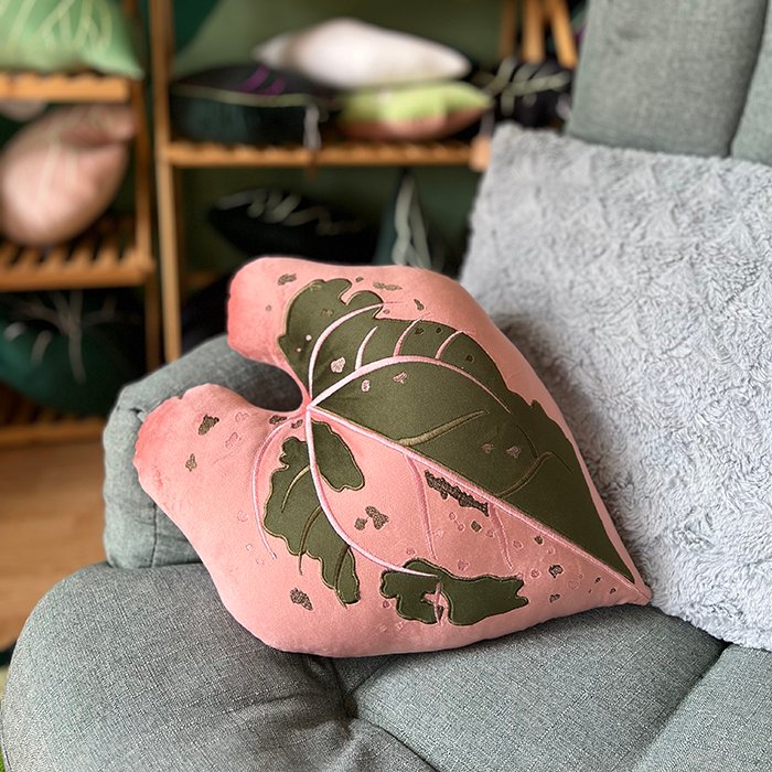 Alocasia Black Velvet Pink Variegata