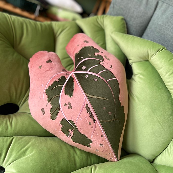 Alocasia Black Velvet Pink Variegata